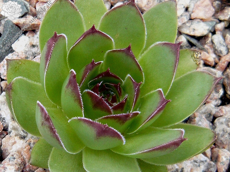 tectorum var. arvernense from Rocher de Bonnevie (Typ 01A)