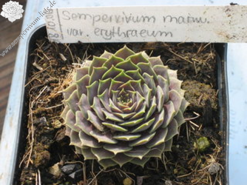 marmoreum ssp. erythraeum