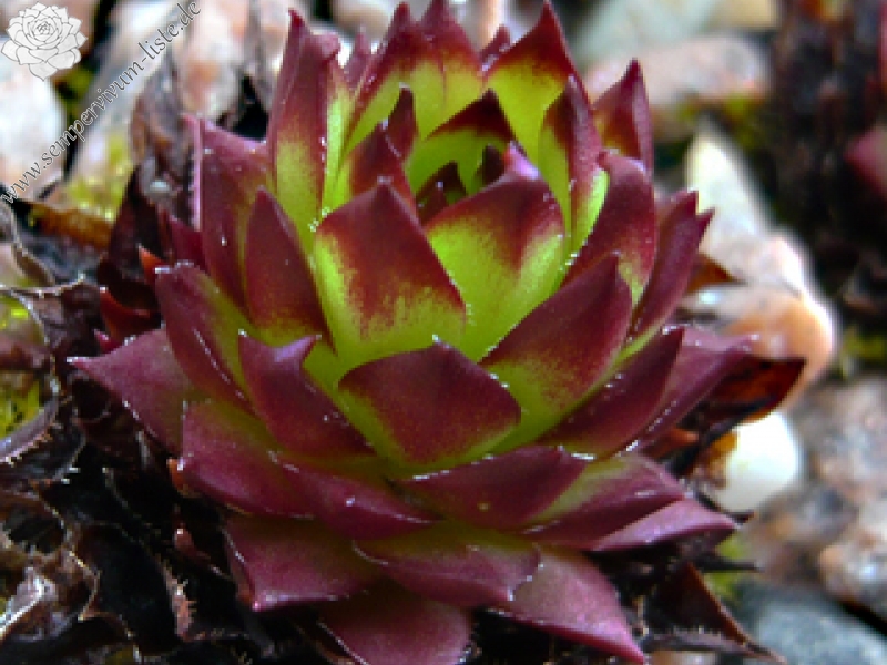 marmoreum ssp. marmoreum (dinaricum)