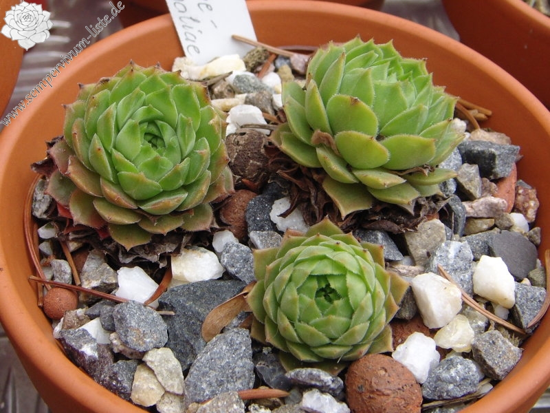 marmoreum ssp. reginae-amaliae