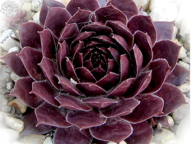 tectorum var. tectorum (vicentei)