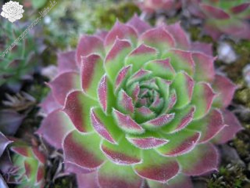 wulfenii ssp. juvanii