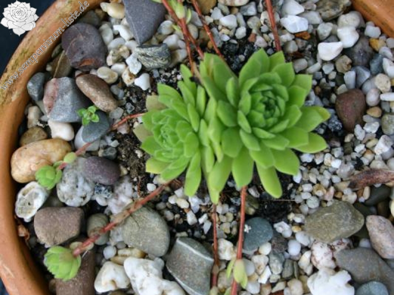montanum ssp. burnatii from Queyras
