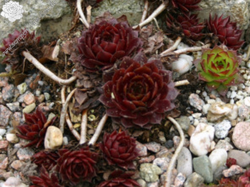 marmoreum ssp. marmoreum (rubicundum)