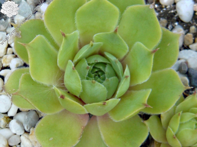 tectorum var. tectorum (decoloratum) from Culoz