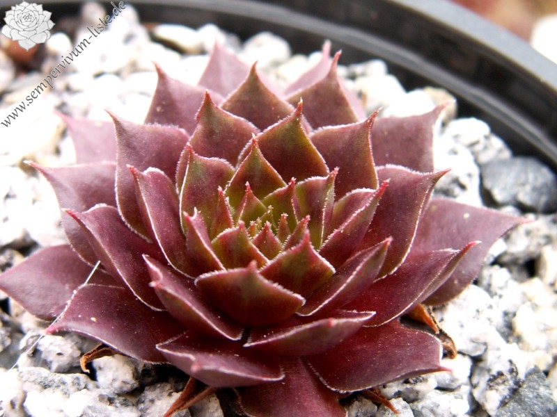 marmoreum ssp. marmoreum (rubicundum)