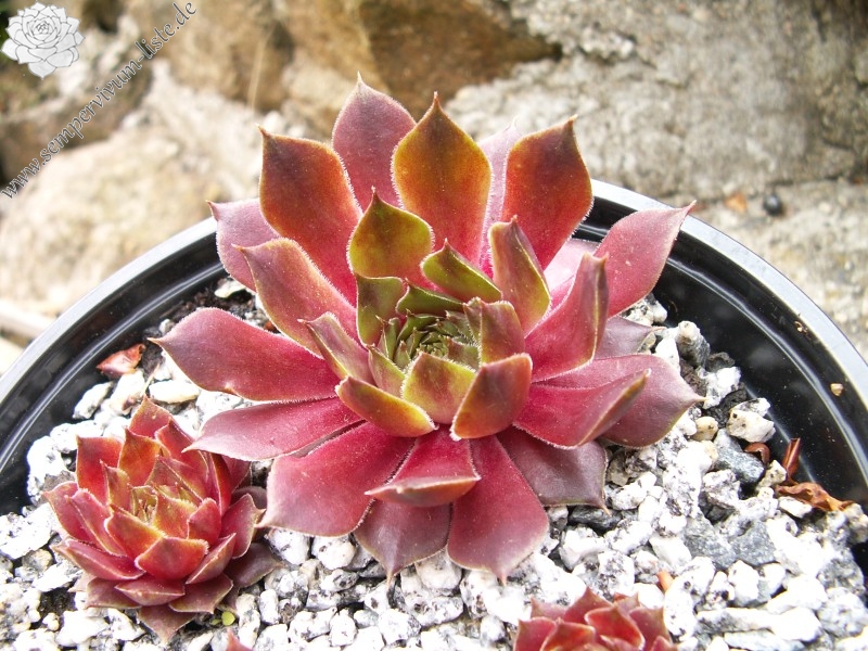 marmoreum ssp. marmoreum (rubicundum)