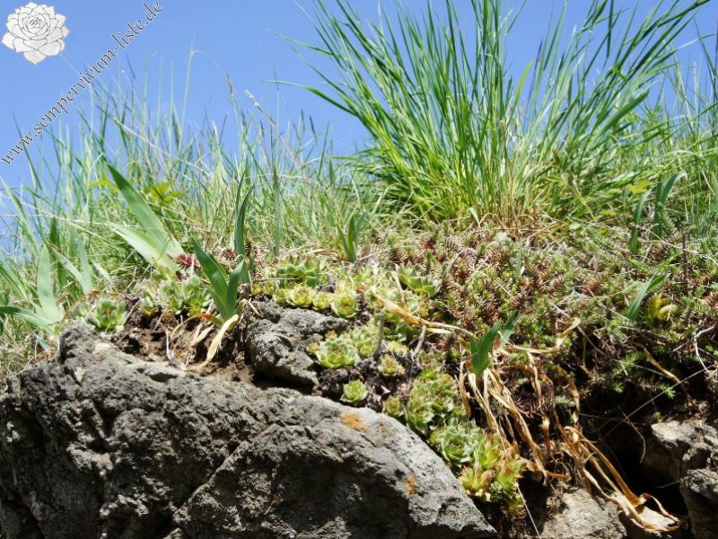 tectorum var. tectorum from Villnösstal (Straße nach Teis)