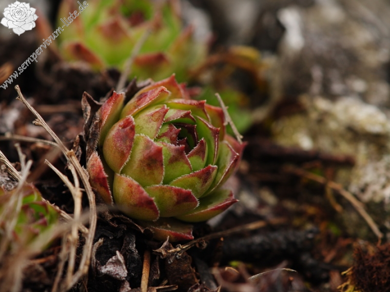 tectorum var. tectorum from Dol Lisična
