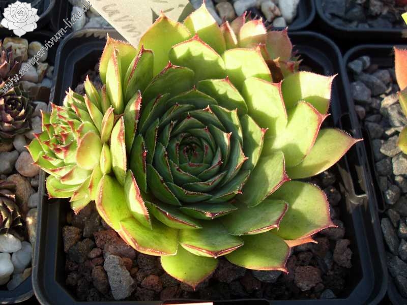 Bechleri Ural Turmalin