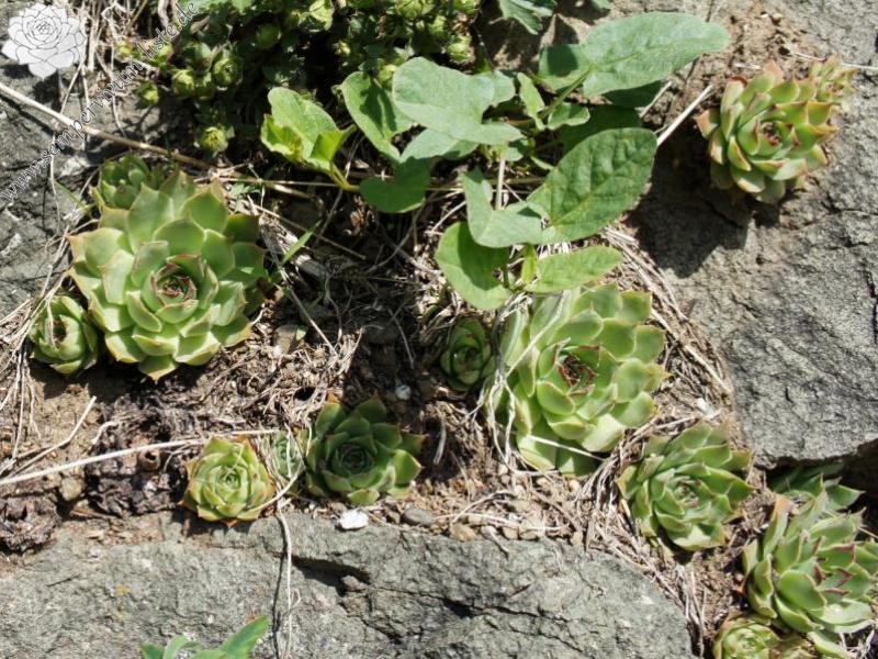 tectorum var. tectorum from Villnösstal (Straße nach Teis)
