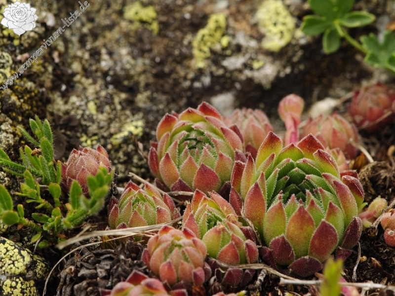 marmoreum ssp. reginae-amaliae (macedonicum) from Belandža
