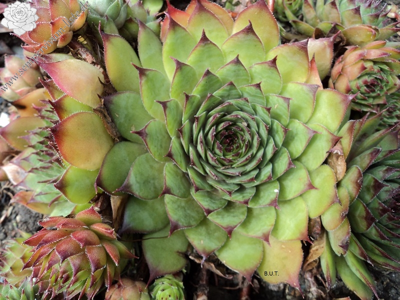 Bechleri Ural Turmalin