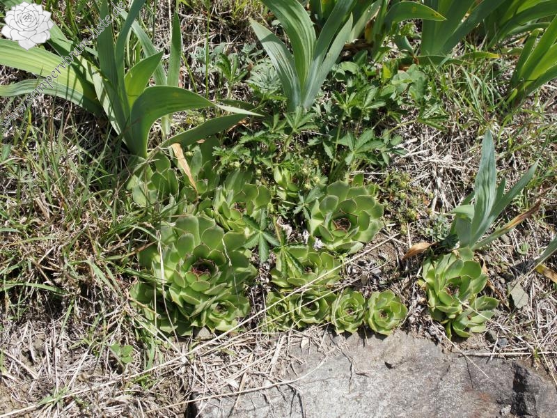 tectorum var. tectorum from Villnösstal (Straße nach Teis)