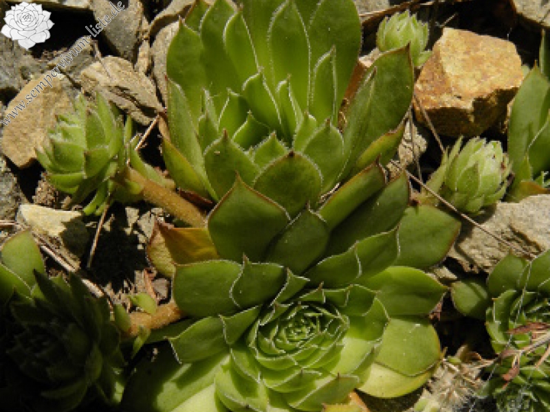 marmoreum ssp. marmoreum from Straße nach Ilovita