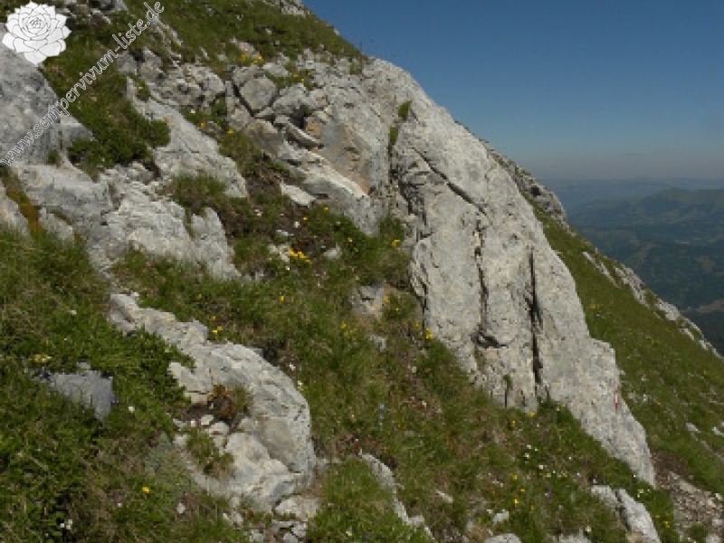 marmoreum ssp. marmoreum from Kom Vasojevićki (Abhang, NW)