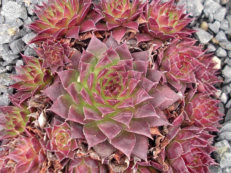 tectorum var. tectorum (triste)