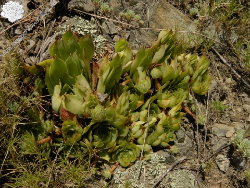 marmoreum ssp. marmoreum from Straße nach Ilovita