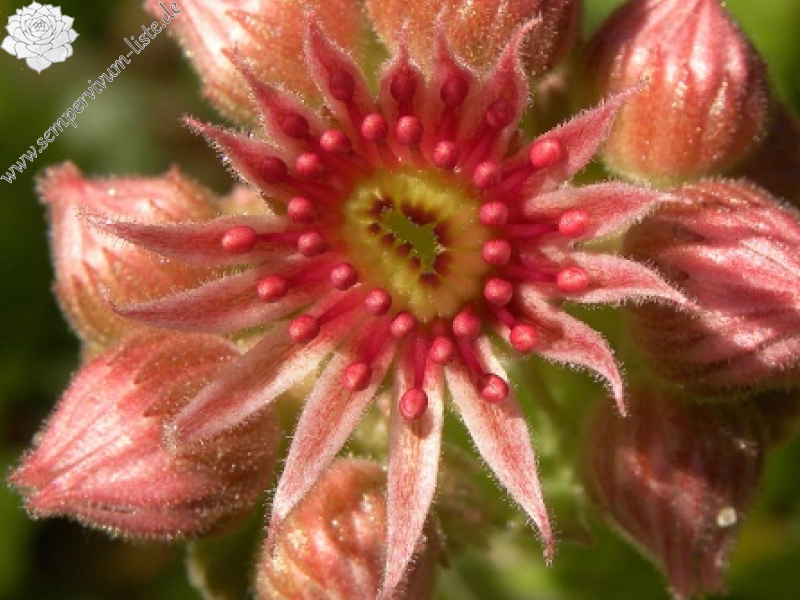 marmoreum ssp. reginae-amaliae (macedonicum) from Stogovo planina