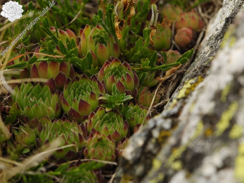 marmoreum ssp. reginae-amaliae (macedonicum) from Belandža