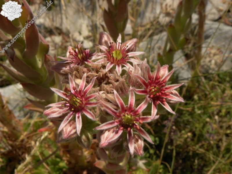 marmoreum ssp. marmoreum (dinaricum) from Orjensko sedlo