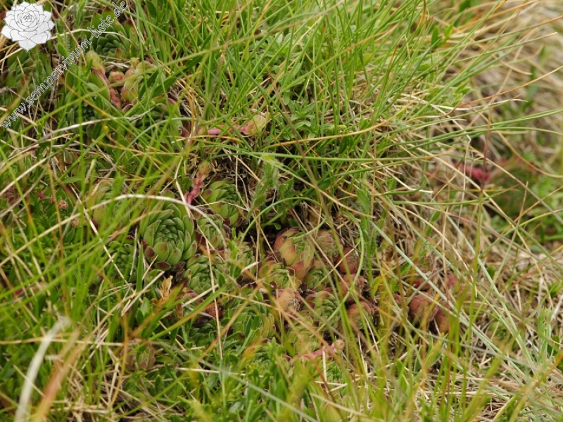 marmoreum ssp. reginae-amaliae (macedonicum) from Belandža