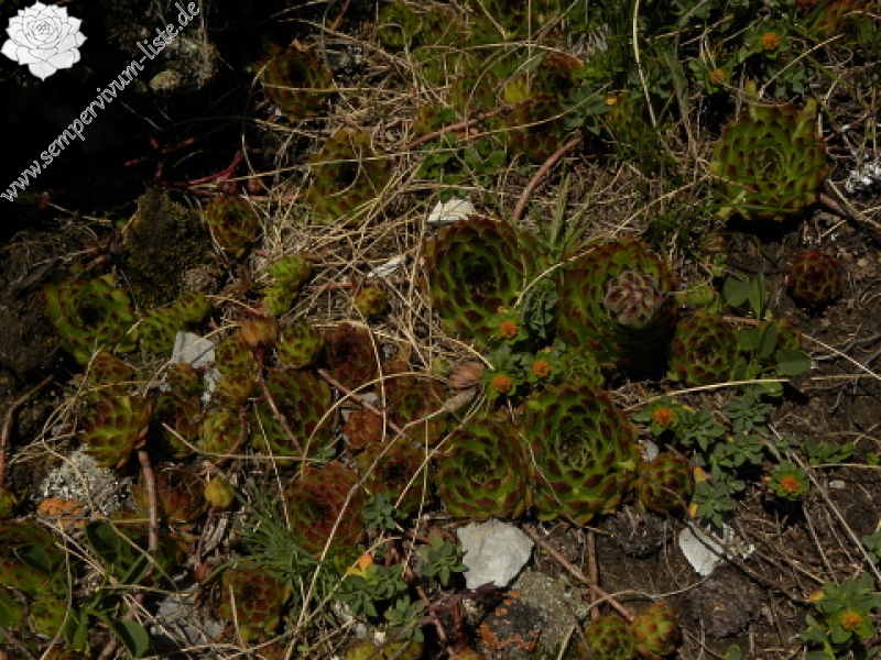 marmoreum ssp. marmoreum from Kom Vasojevićki (Abhang, NW)