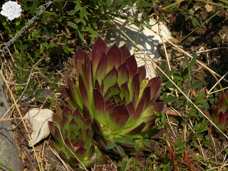marmoreum ssp. marmoreum from Urdeni Do