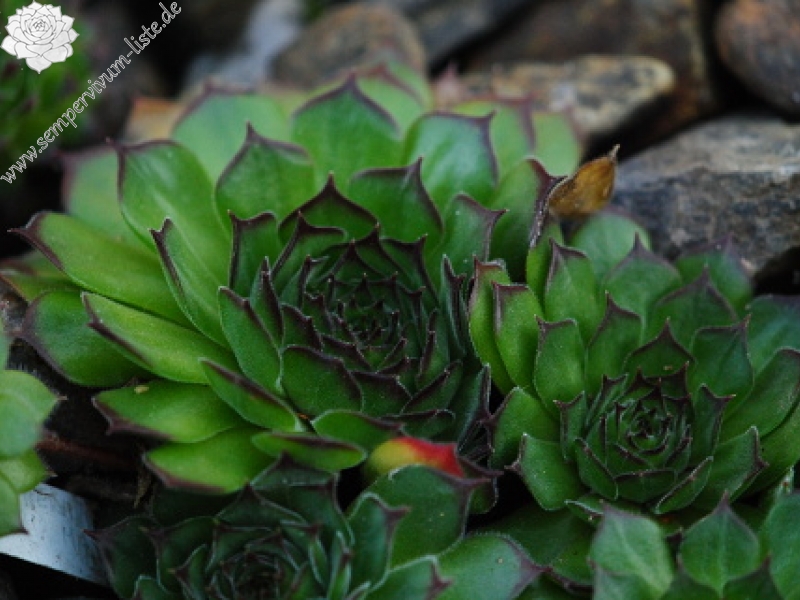 marmoreum ssp. matricum from Šarkanica