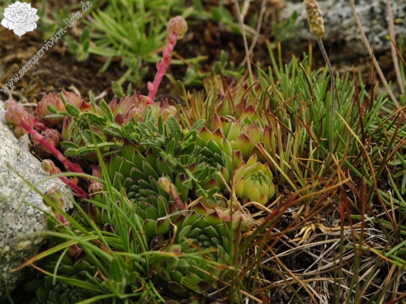 marmoreum ssp. reginae-amaliae (macedonicum) from Belandža
