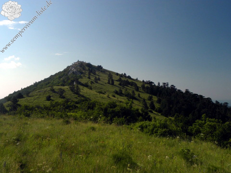 marmoreum ssp. marmoreum (assimile) from Domogled