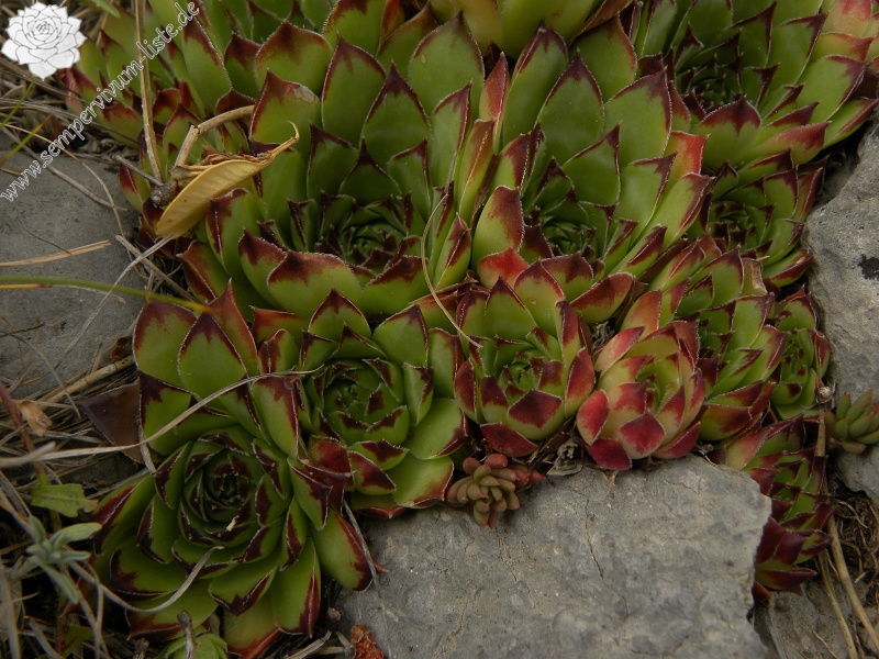 tectorum var. tectorum from Pedraforca, Abhang