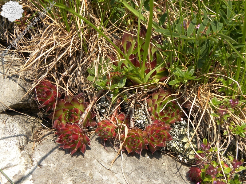 marmoreum ssp. marmoreum from Urdeni Do