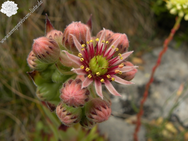 tectorum var. tectorum from Pedraforca, Abhang