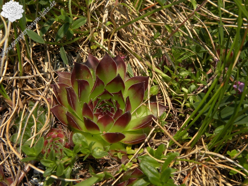 marmoreum ssp. marmoreum from Urdeni Do