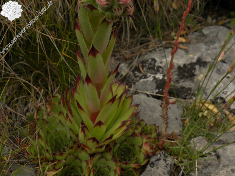 tectorum var. tectorum from Pedraforca, Abhang
