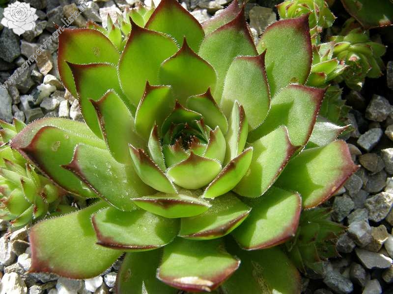 Bechleri Ural Turmalin