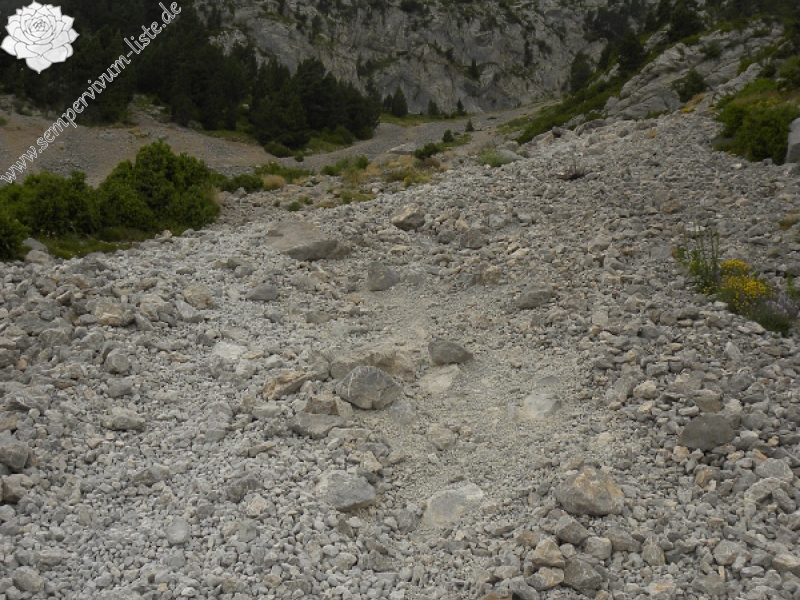 tectorum var. tectorum from Pedraforca, Abhang