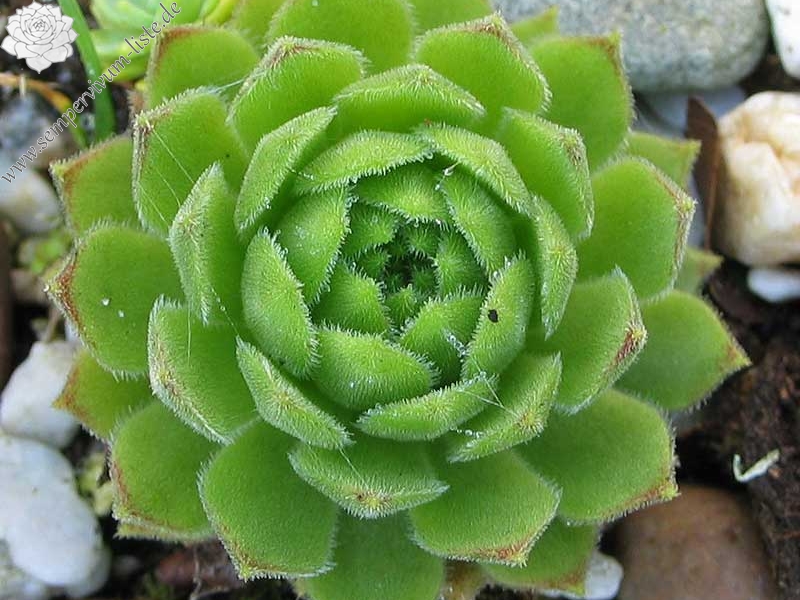 montanum ssp. burnatii from Queyras