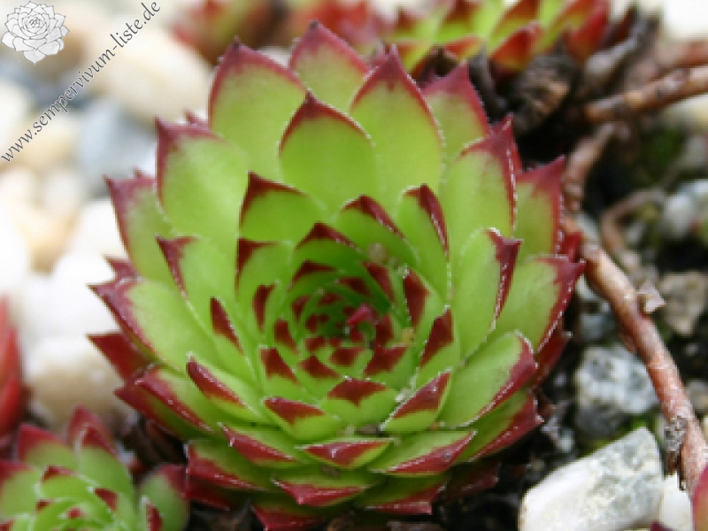 marmoreum ssp. marmoreum (dinaricum)