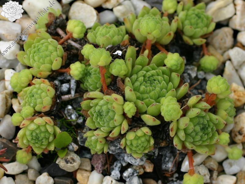 montanum (pallidum) from Bergell