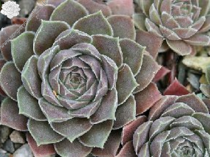 marmoreum ssp. reginae-amaliae from Kambeecho No. 1