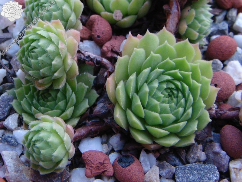 marmoreum ssp. reginae-amaliae