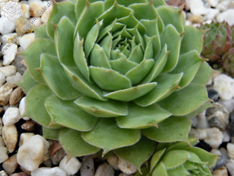 tectorum var. tectorum (decoloratum) from Culoz