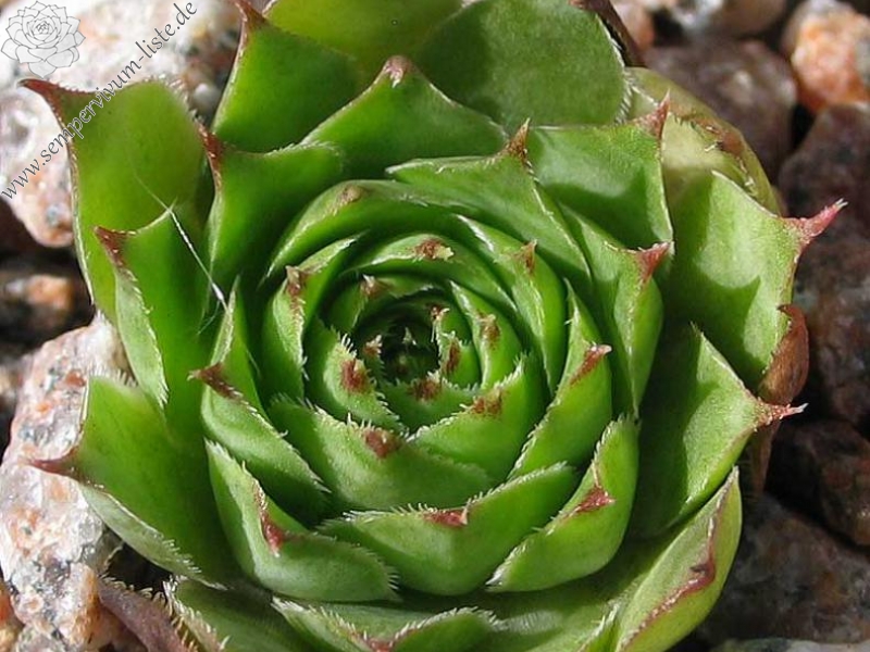 tectorum var. tectorum (corymbosum)