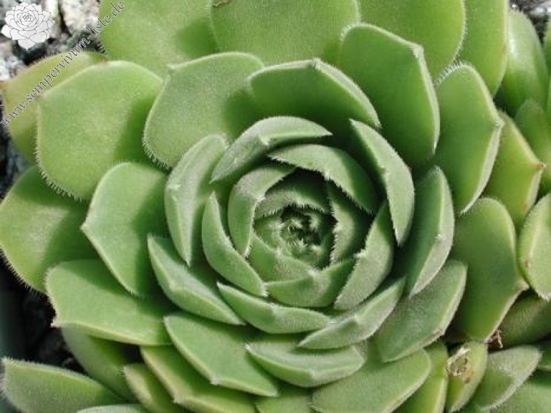 transcaucasicum from Tbilisi (Typ PH904)