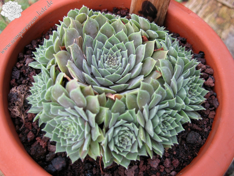 marmoreum ssp. erythraeum from Rilagebirge