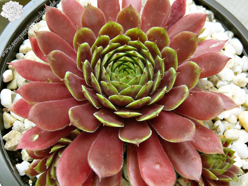 marmoreum ssp. marmoreum (rubicundum)