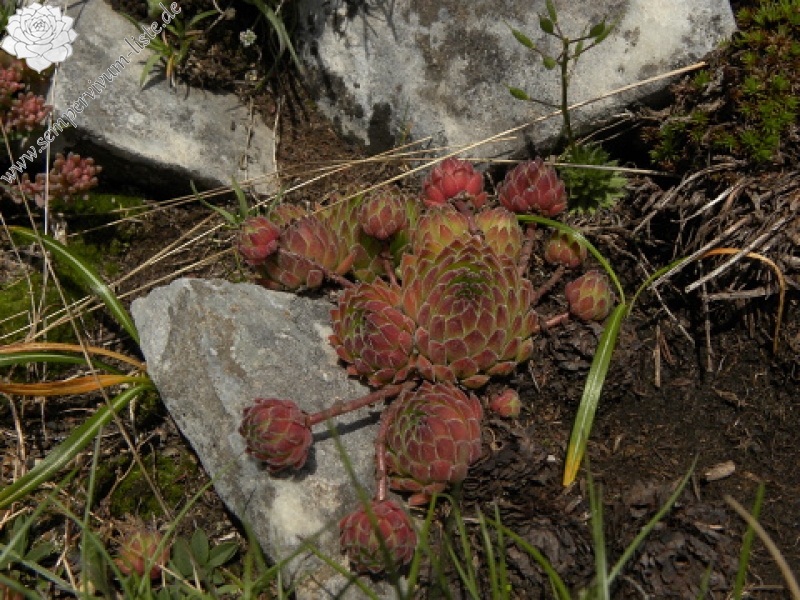 marmoreum ssp. reginae-amaliae (macedonicum) from Ljuboten