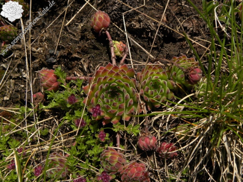 marmoreum ssp. reginae-amaliae (macedonicum) from Ljuboten